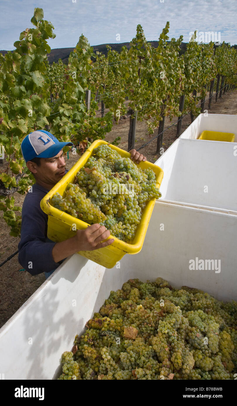 Un maso operaio raccoglie il SAUVIGNON BLANC uve di vigneti JOULLIAN Carmel Valley in California Foto Stock