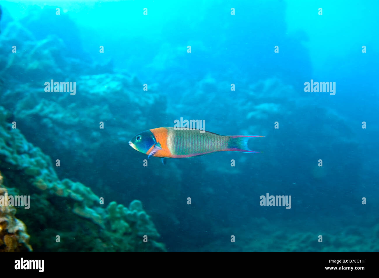 Sella wrasse in aprire il blu dei Caraibi acqua vicino a Maui, Hawaii Foto Stock