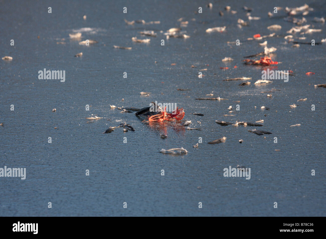 Resti di uccello ucciso da fox su iced sopra il lago Foto Stock