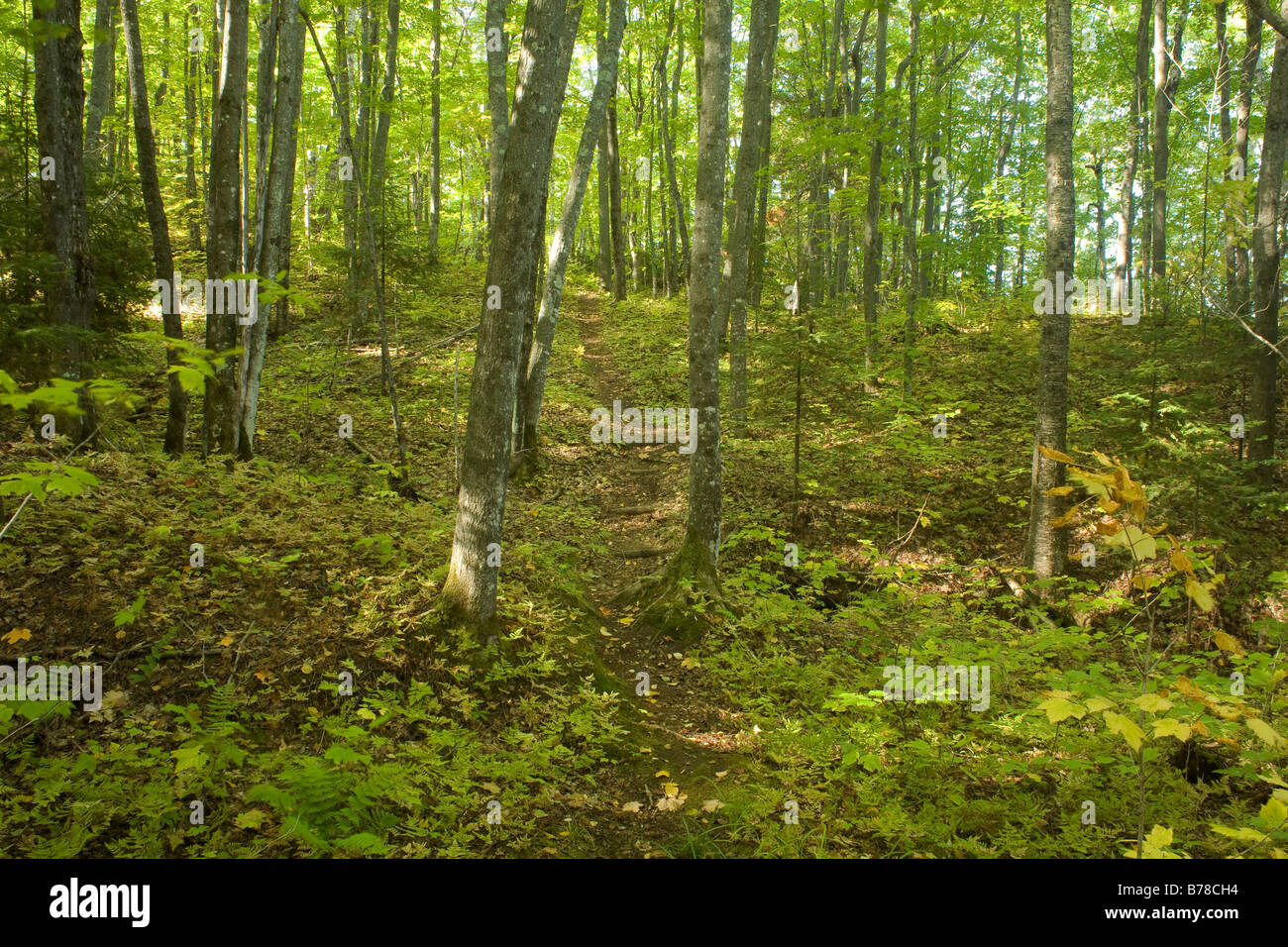 WISCONSIN - Lakeshore Trail su un promontorio boscoso sopra il Lago Superiore in apostolo Island National Lakeshore. Foto Stock