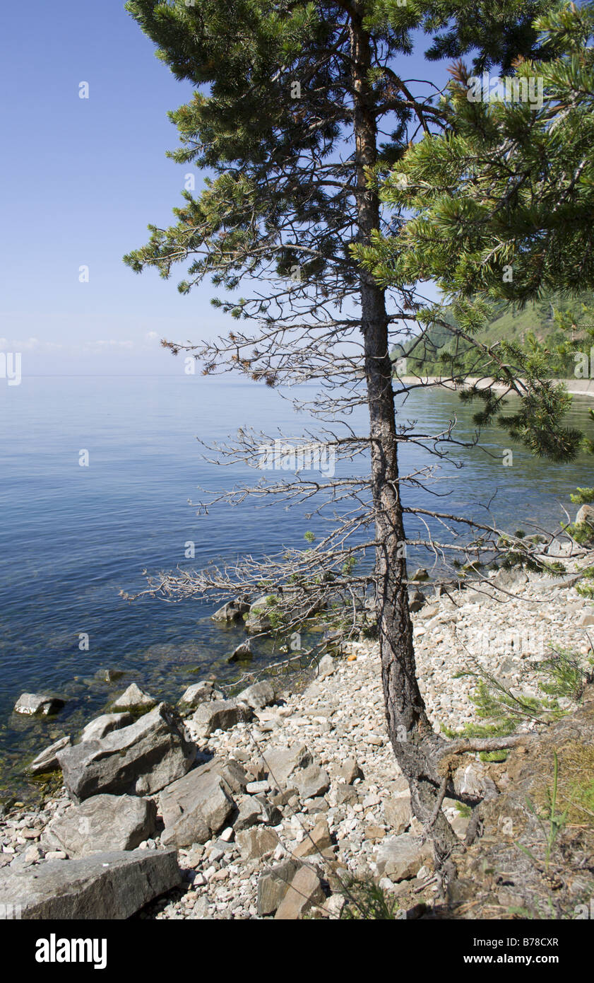 Pino roteato con radici esposte alla riva del lago di Baikal Foto Stock