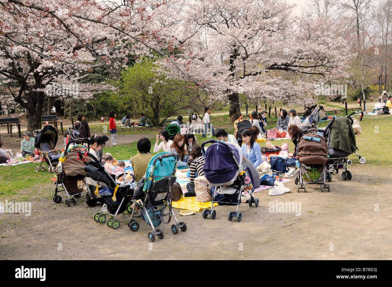 Gruppo di mamme con carrozzine durante la fioritura dei ciliegi nel giardino botanico, Kyoto, Giappone, Asia Foto Stock