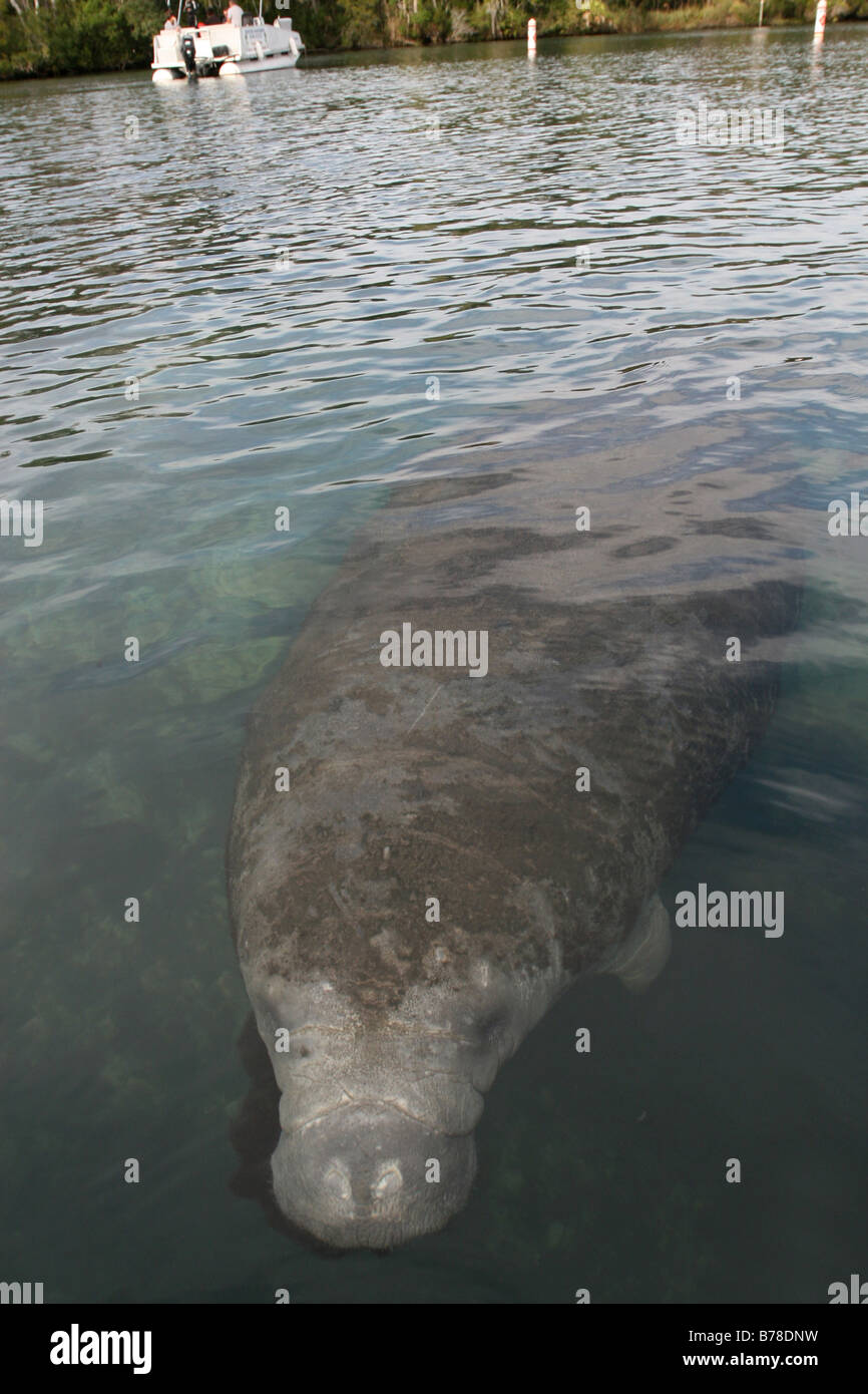 West Indian Manatee florida Homosassa molla Foto Stock