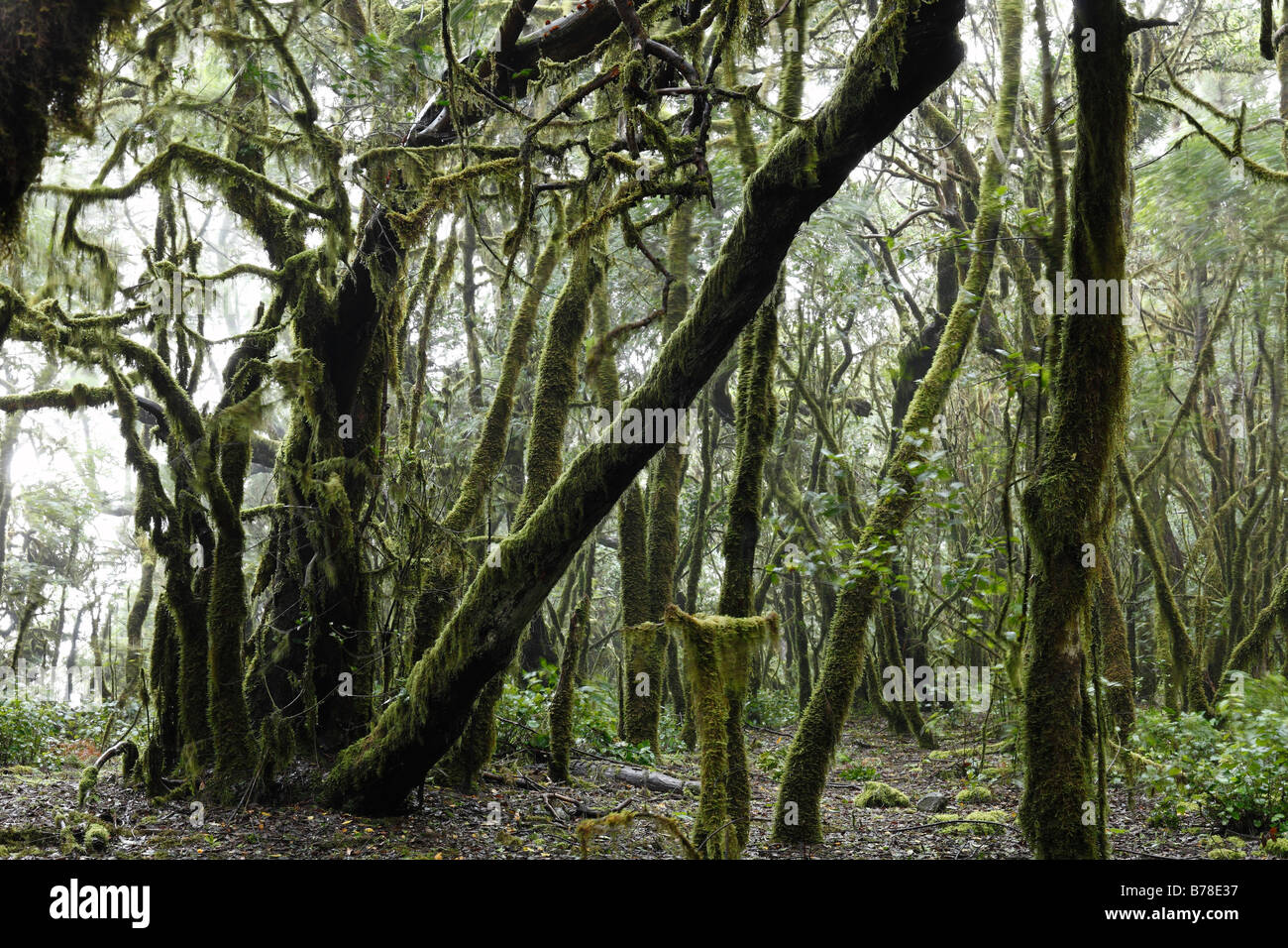 Moss-coperti di alberi in una foresta, Parco Nazionale di Garajonay, La Gomera, isole Canarie, Spagna, Europa Foto Stock