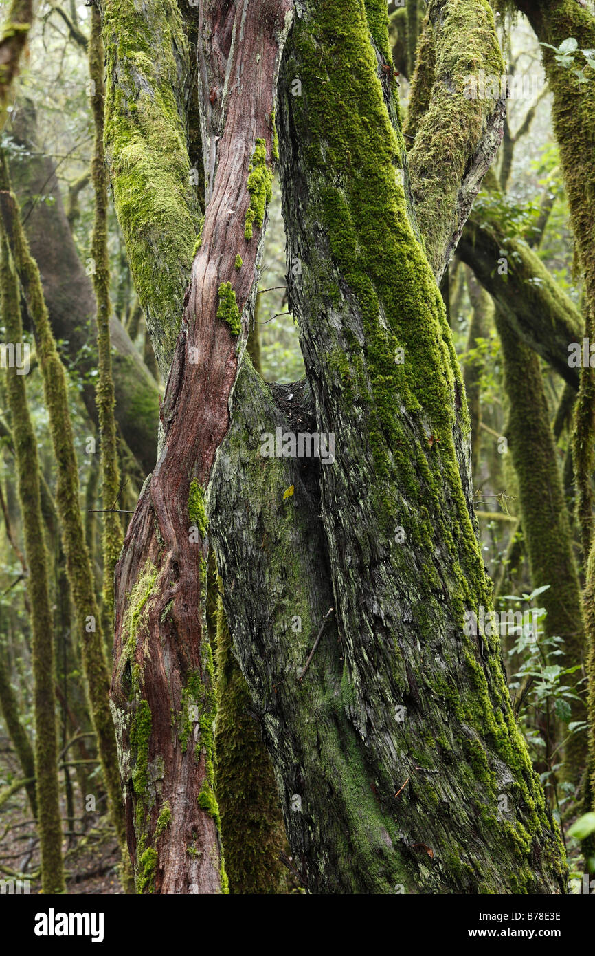 Moss-coperto tronchi di alberi in una foresta, Parco Nazionale di Garajonay, La Gomera, isole Canarie, Spagna, Europa Foto Stock
