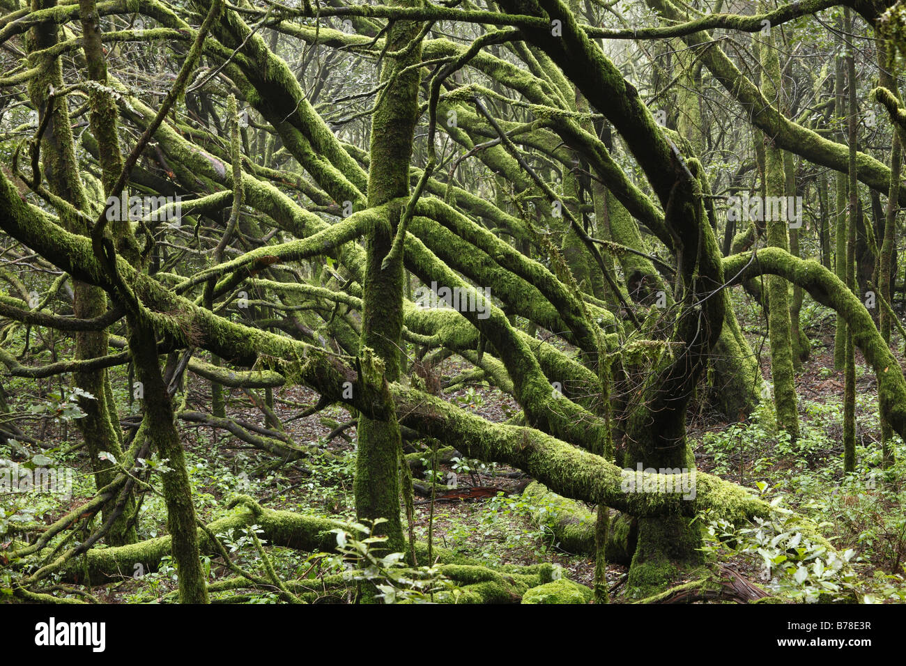 Moss-coperti di alberi in una foresta, Parco Nazionale di Garajonay, La Gomera, isole Canarie, Spagna, Europa Foto Stock