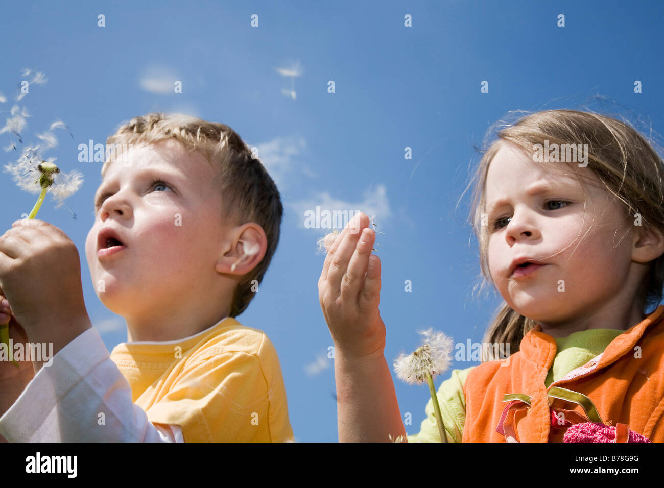 Il ragazzo, 3 anni, e una ragazza, 4 anni, soffiando blowballs, semi di tarassaco (Taraxacum officinale), Svizzera, Europa Foto Stock