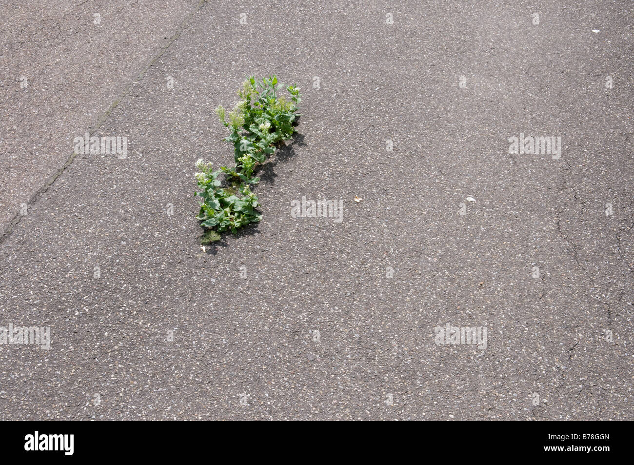 Pianta che cresce su asfalto, vista in elevazione Foto Stock