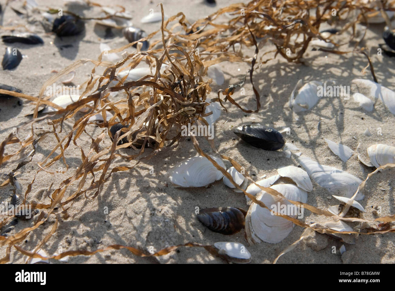 E conchiglie di mare-erba su di una spiaggia di sabbia, Karlshagen, isola di Usedom, Meclemburgo-Pomerania Occidentale, Germania, Europa Foto Stock