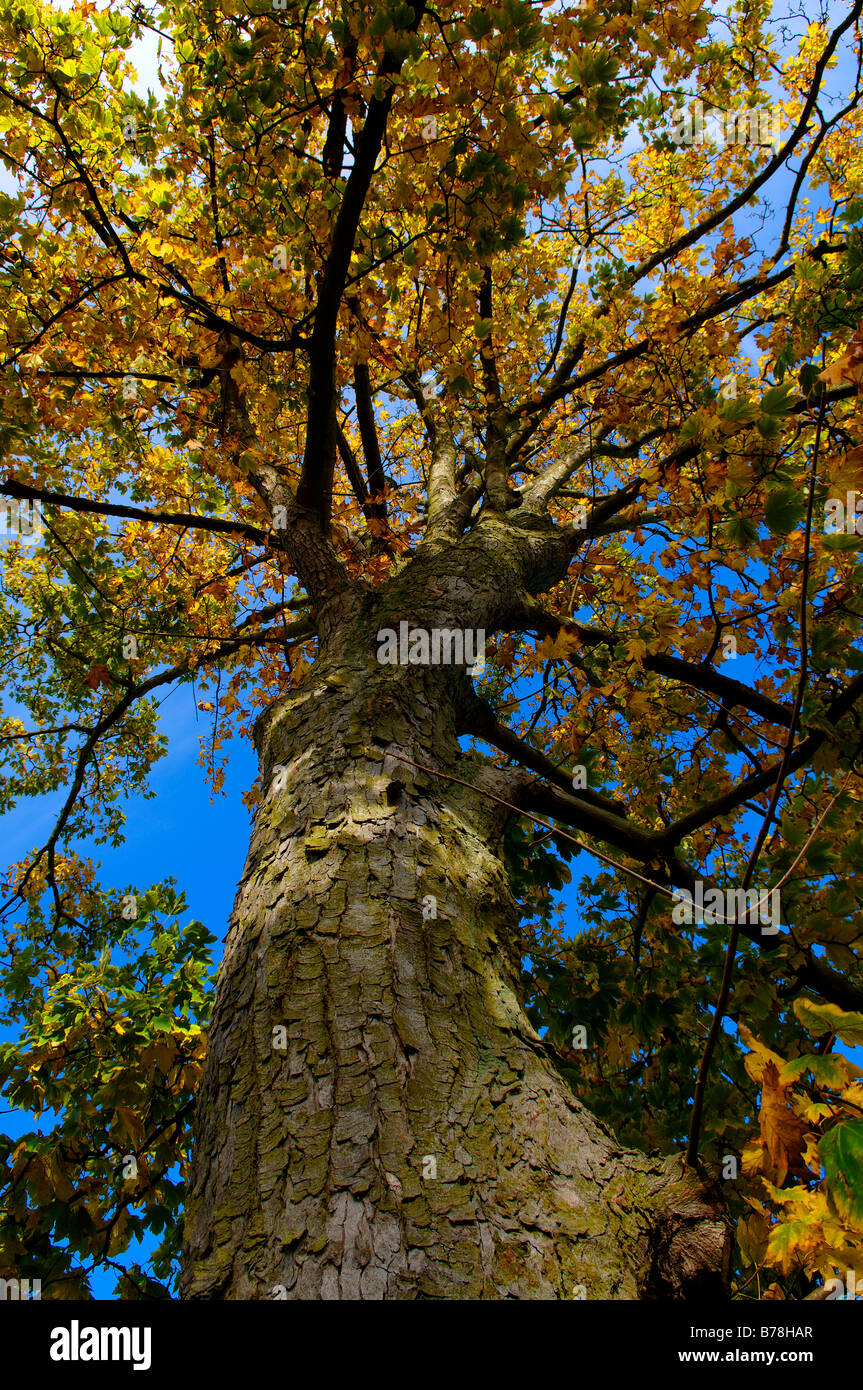 Platano o acero di monte (Acer pseudoplatanus) sotto i colori autunnali, in Schwerin, Meclemburgo-Pomerania Occidentale, Germania, Euro Foto Stock