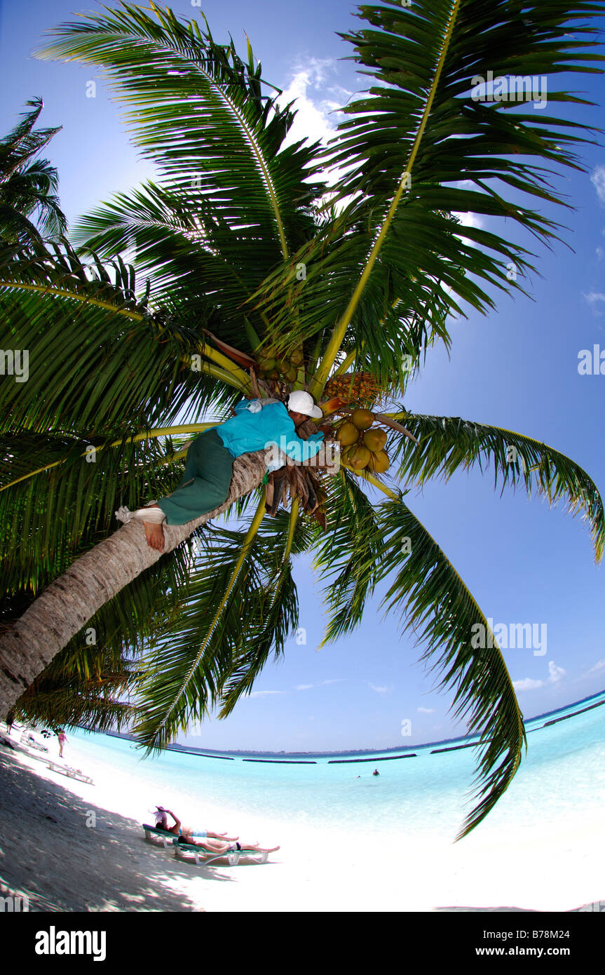 L'uomo la raccolta di noci di cocco nel Resort Kurumba, Maldive, Oceano Indiano Foto Stock L'uomo la raccolta di noci di cocco nel Resort Kurumba, Maldive, Oceano Indiano Foto Stock