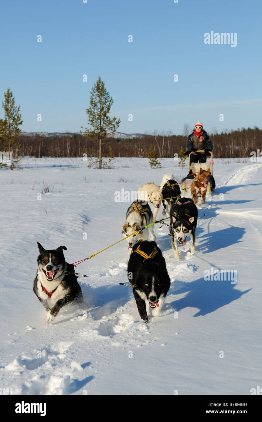 Team di cani da slitta su un tour nel Pasvik-valle, Melkefoss, Finnmark, Lapponia, Norvegia, Scandinavia, Europa Foto Stock