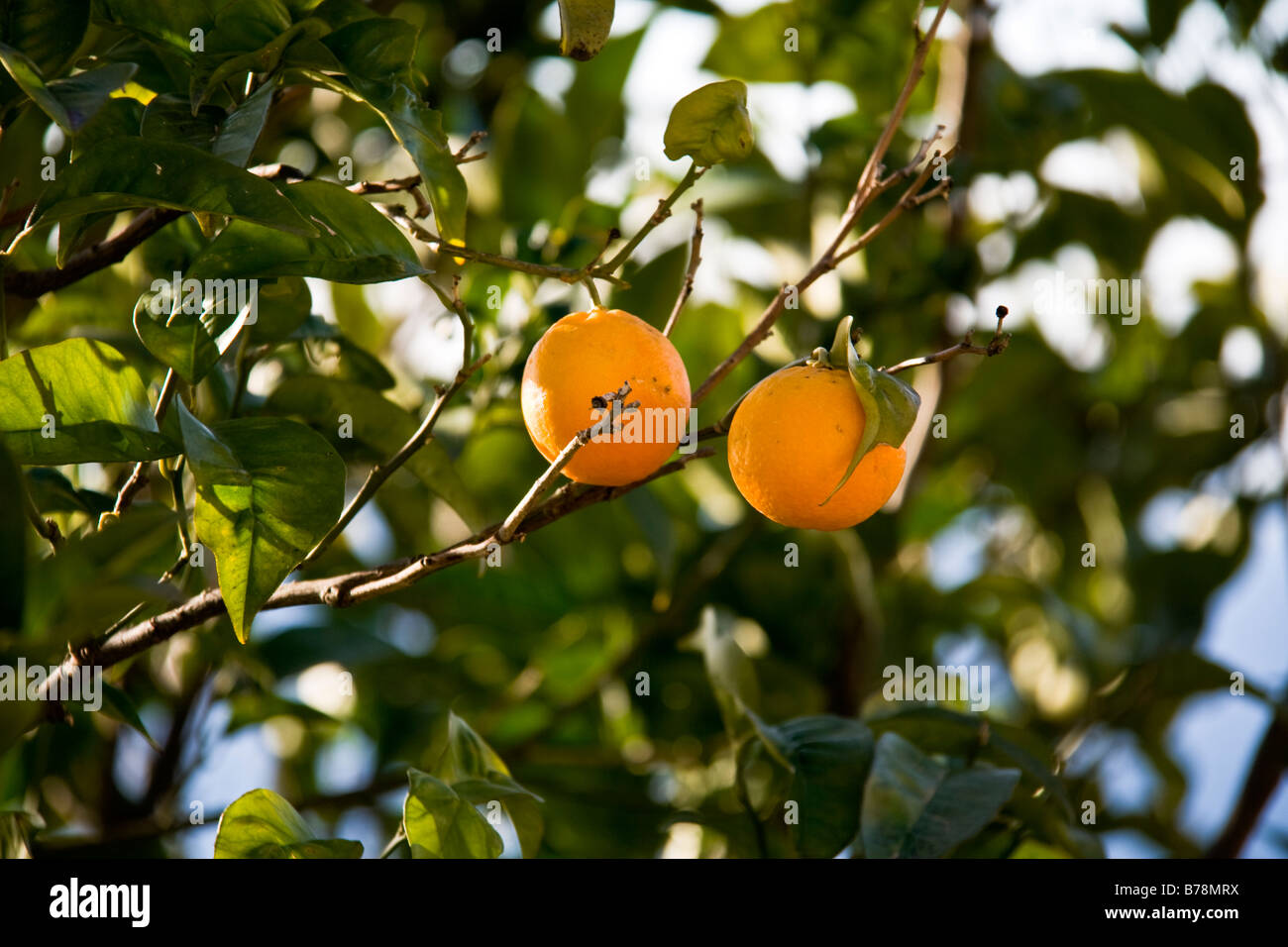 arancio Foto Stock