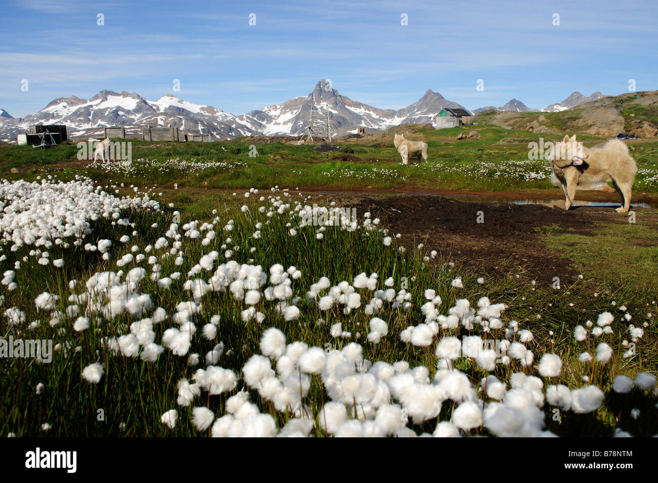 Cani da slitta, Tasiilaq, Ammassalik, Est Greenlad, Groenlandia Foto Stock