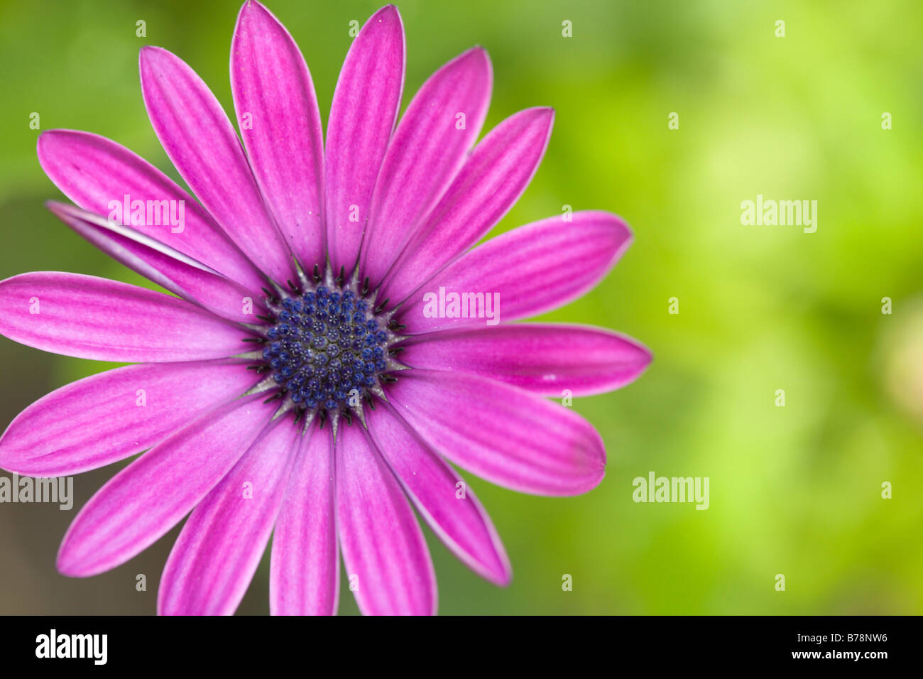 Fiore di Osteospermum serie di sole Maria Foto Stock