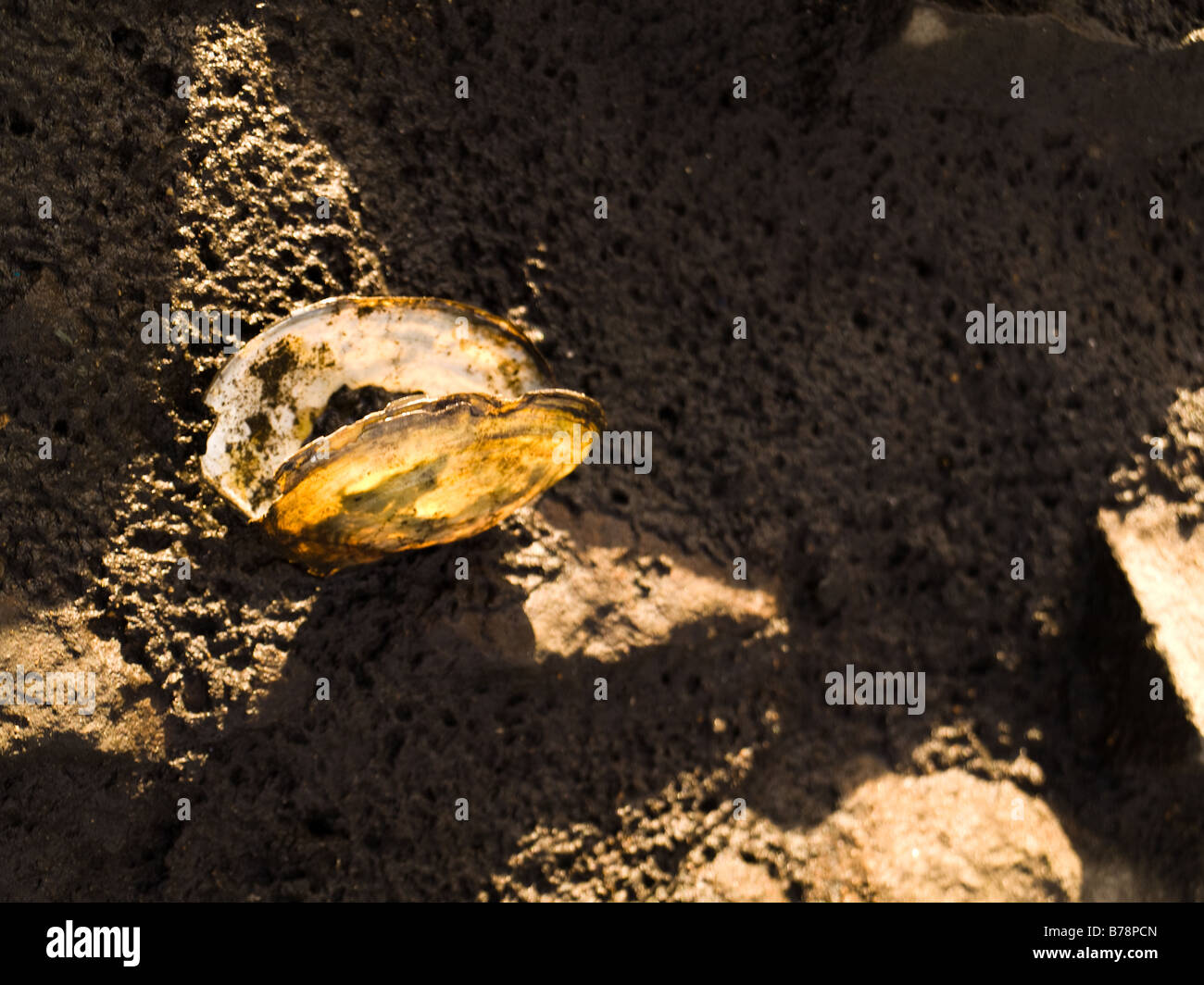 Piccolo guscio di mitilo su terreni fangosi Beach in presenza di luce solare Foto Stock