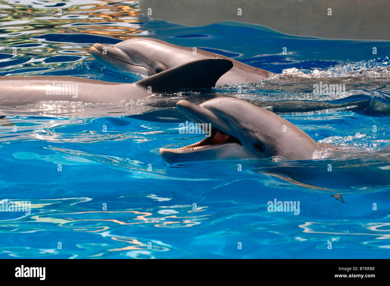 Dolphin (Delphinidae), SeaWorld Adventure Park, Orlando, Florida, USA, America del Nord Foto Stock
