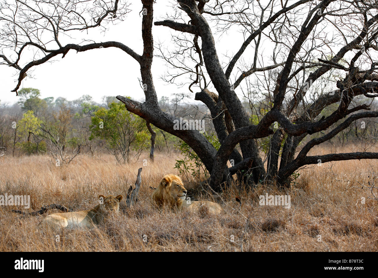 Vista panoramica di una coniugata coppia di leoni in appoggio in una bushveld Foto Stock