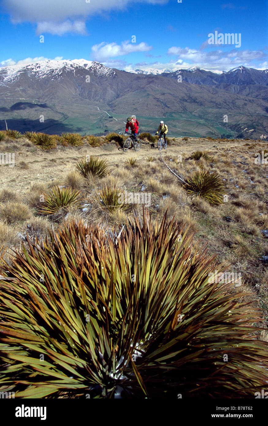 Mountainbiker, il Monte Pisano, Alpi del Sud, Isola del Sud, Nuova Zelanda Foto Stock