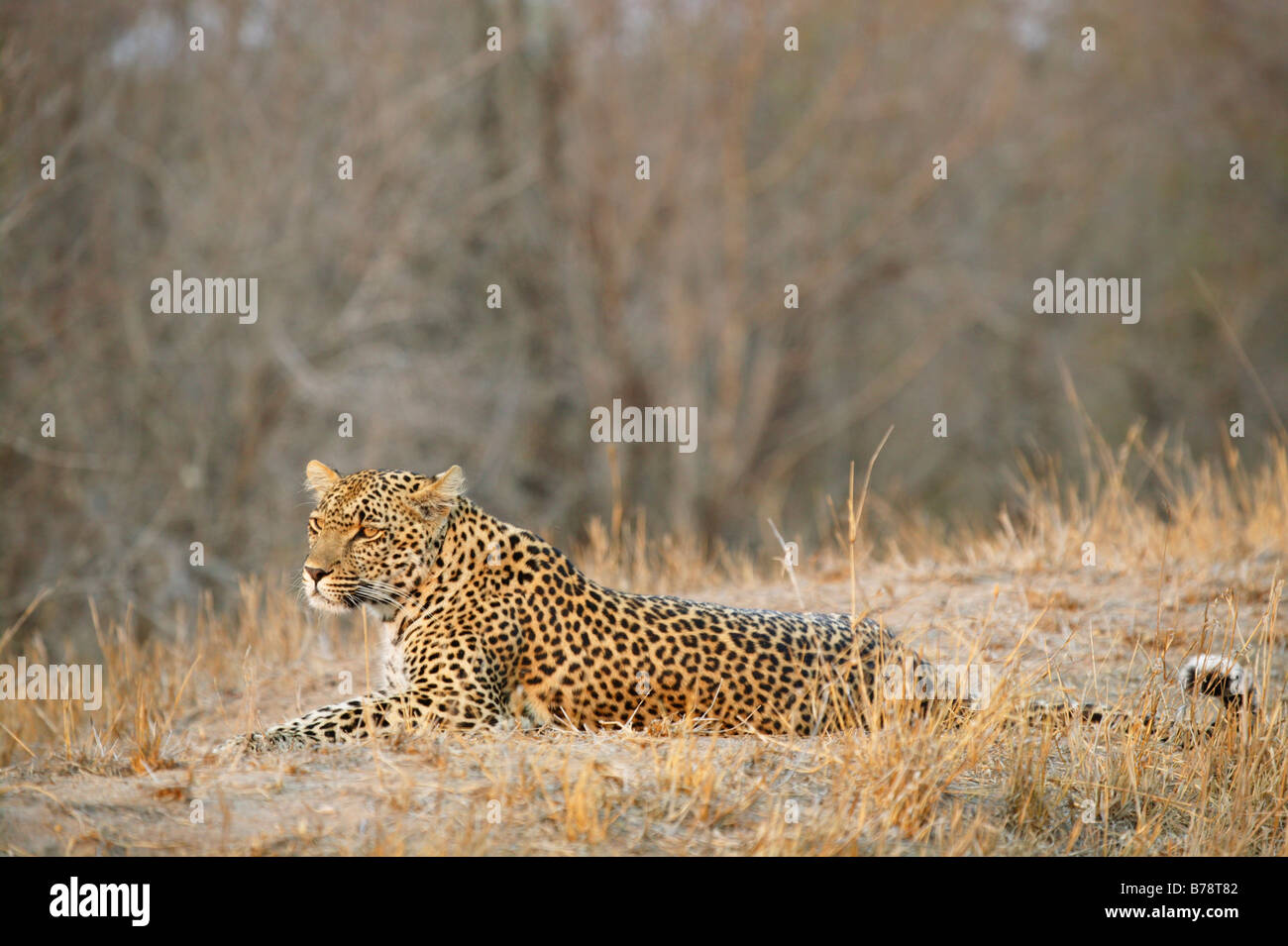 Leopard appoggio caldo nel tardo pomeriggio di luce Foto Stock