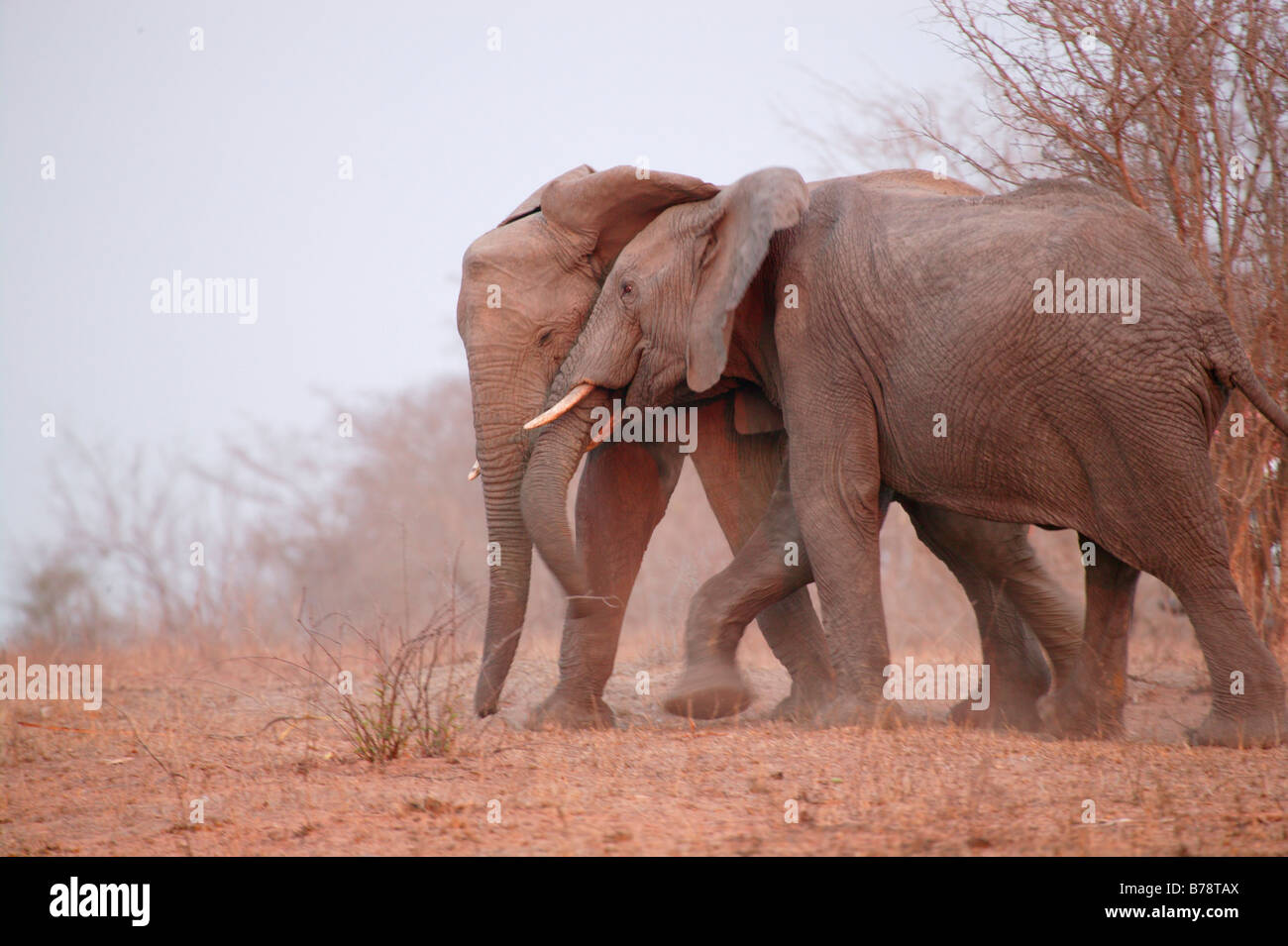 Due elefanti africani giostre uno con l'altro Foto Stock