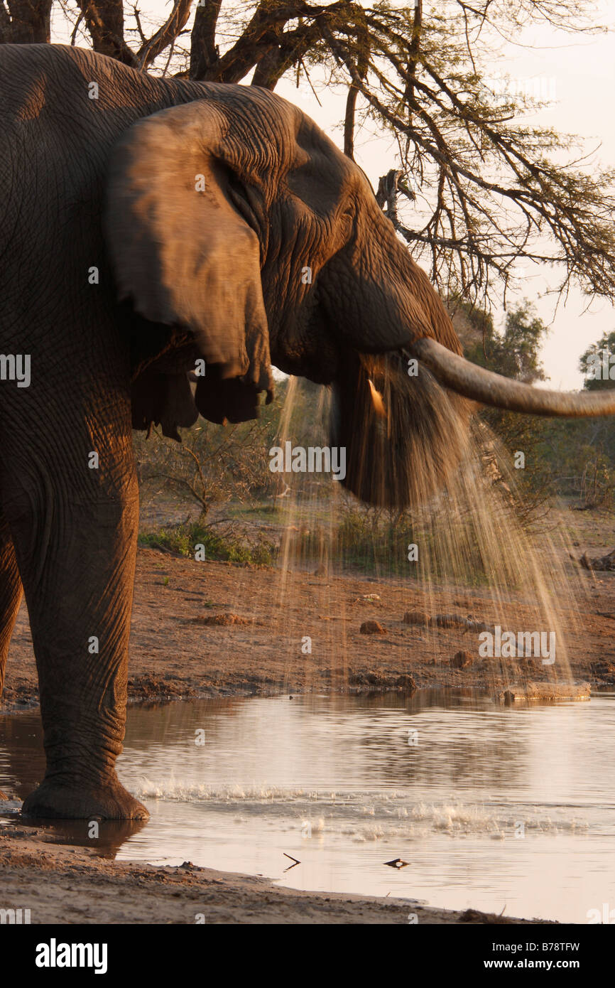 Elephant gli spruzzi di acqua mentre si beve a waterhole Foto Stock