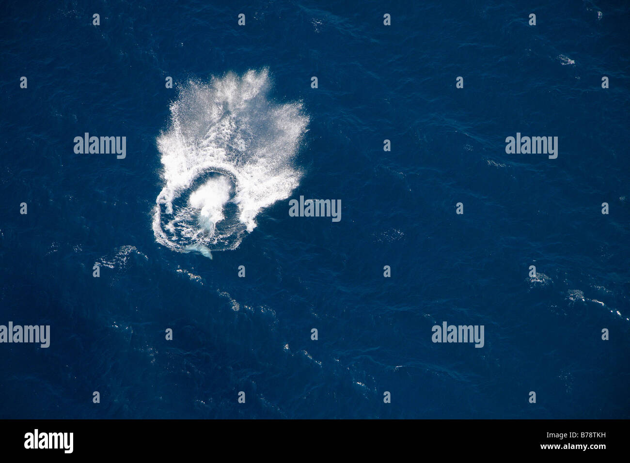 Vista aerea del spruzzi dopo una cunetta indietro whale violato Foto Stock
