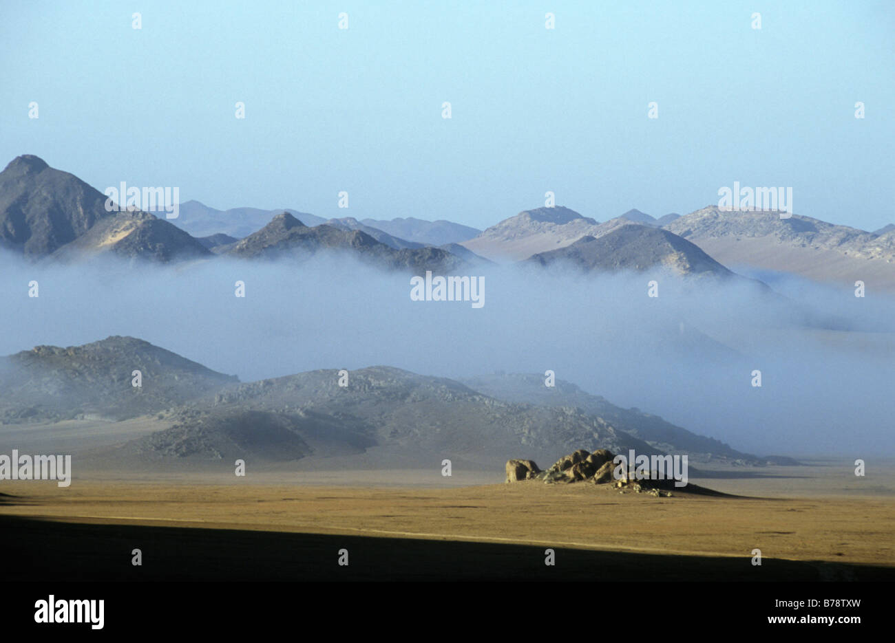 Nebbia mattutina di penetrare nella costiera deserto la fornitura di umidità per le piante e gli insetti. Foto Stock