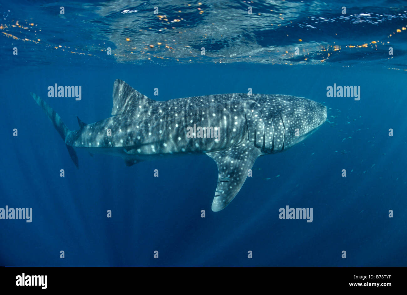 Squalo balena (Rhincodon typus) nuotare sotto la superficie del mare, atollo di Ari, Maldive, Oceano Indiano, Asia Foto Stock