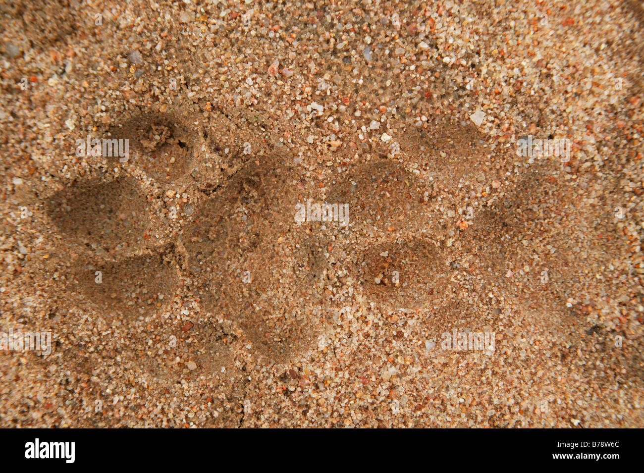 Due piste di Lion in morbida sabbia bagnata Foto Stock