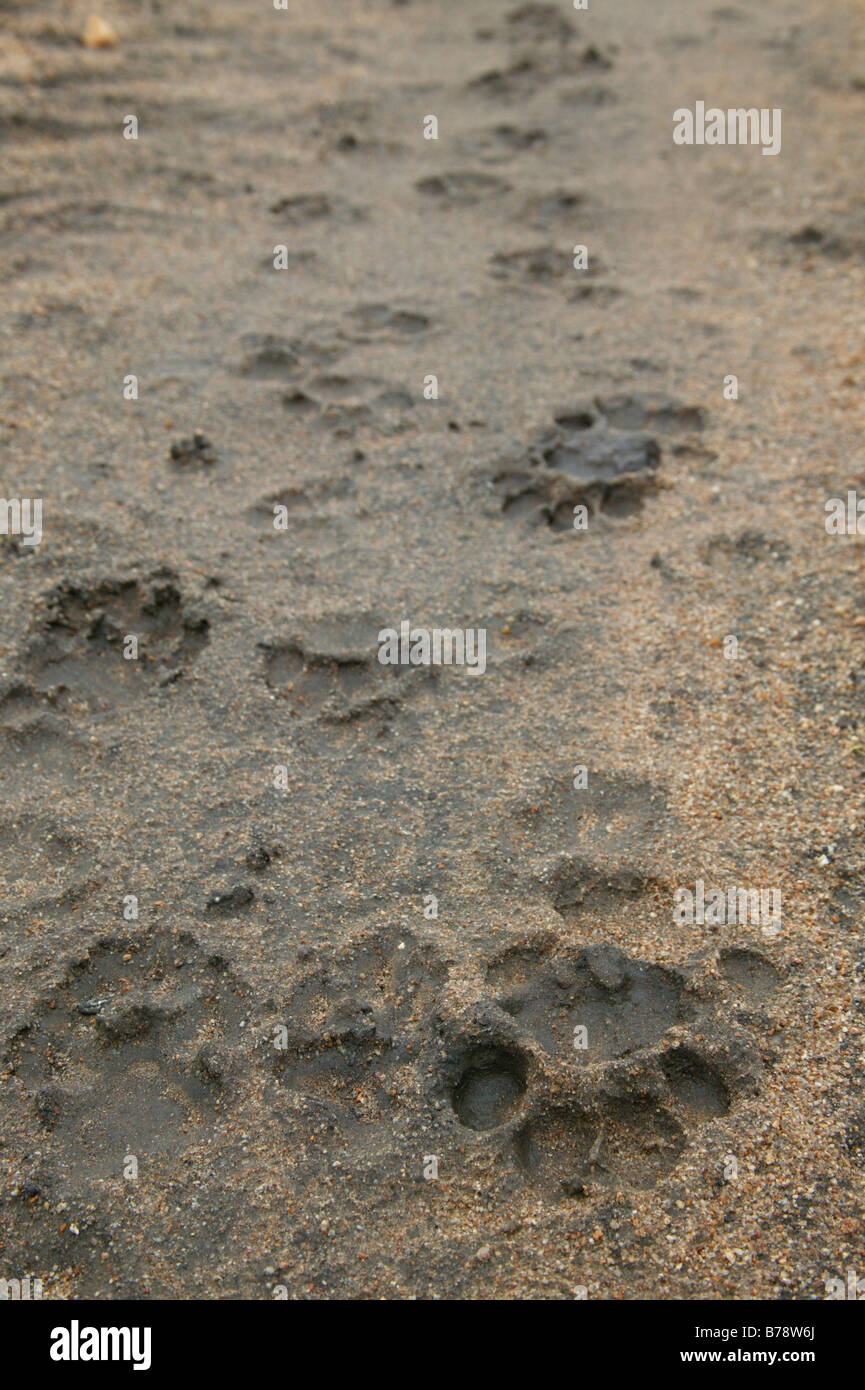 Lion fresco di binari da un orgoglio dei leoni in morbida sabbia bagnata Foto Stock
