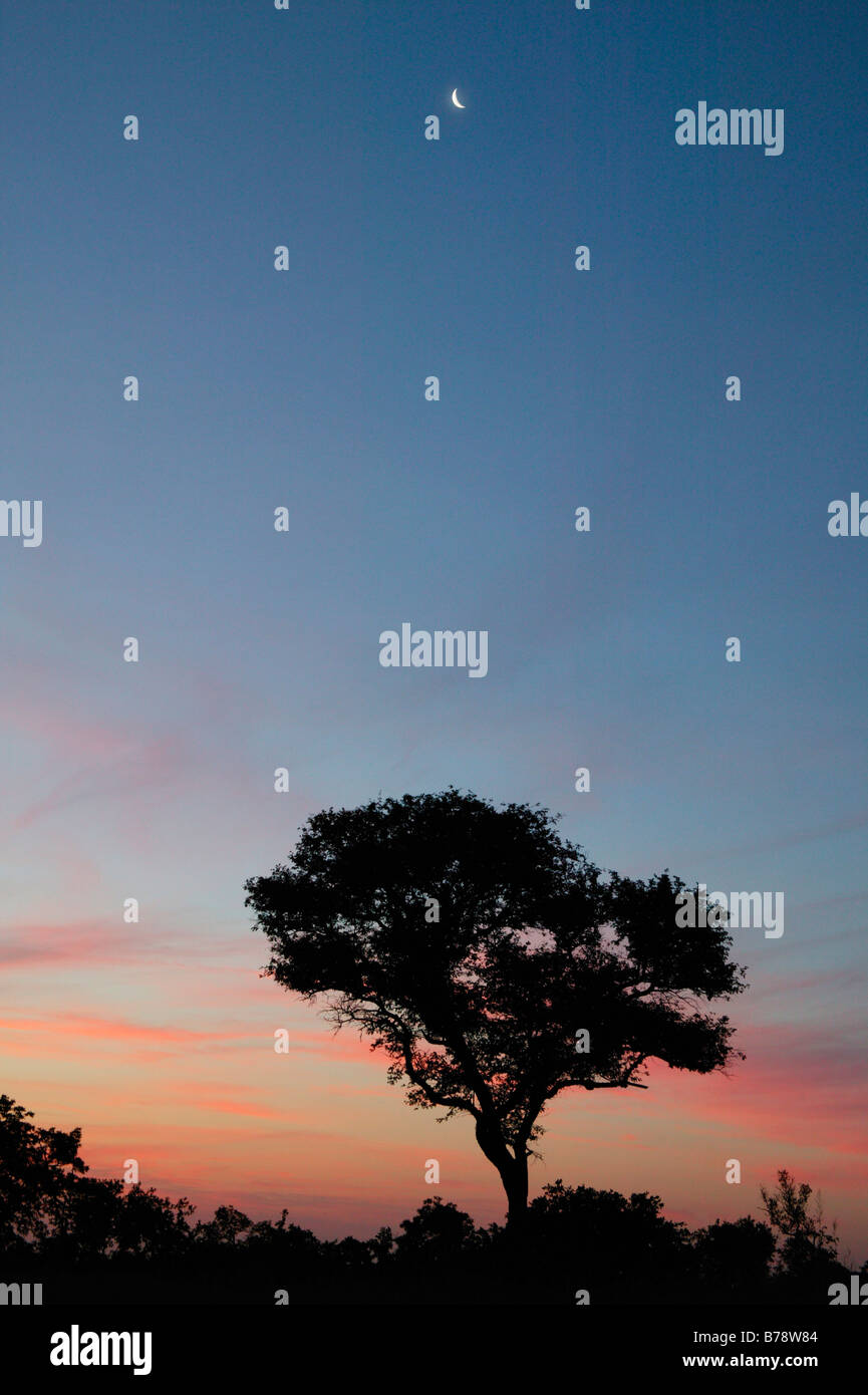 Un moody cielo sopra il bushveld al tramonto che mostra una falce di luna Foto Stock