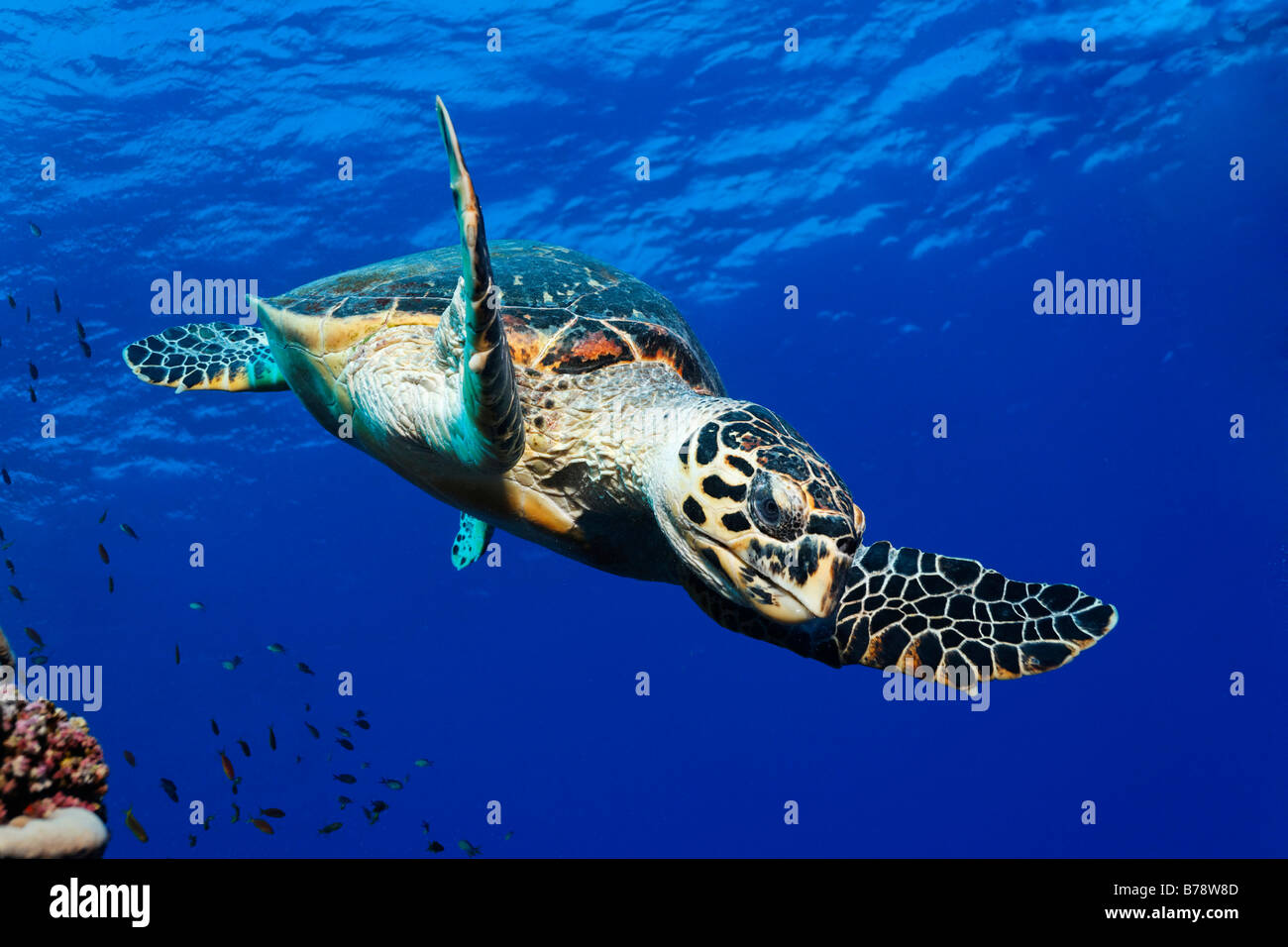 Tartaruga Verde (Chelonia Mydas) è sommergendo, Daedalus Reef, Hurghada, Mar Rosso, Egitto, Africa Foto Stock