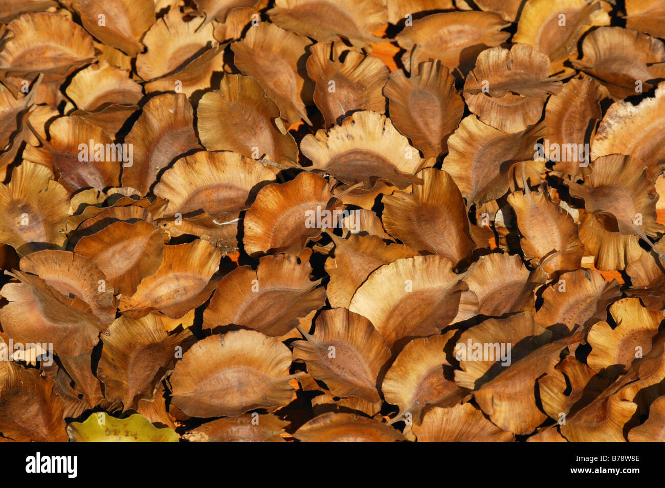 I quattro semi alati di Combretum zeyheri (a frutto grosso bushwillow) Foto Stock