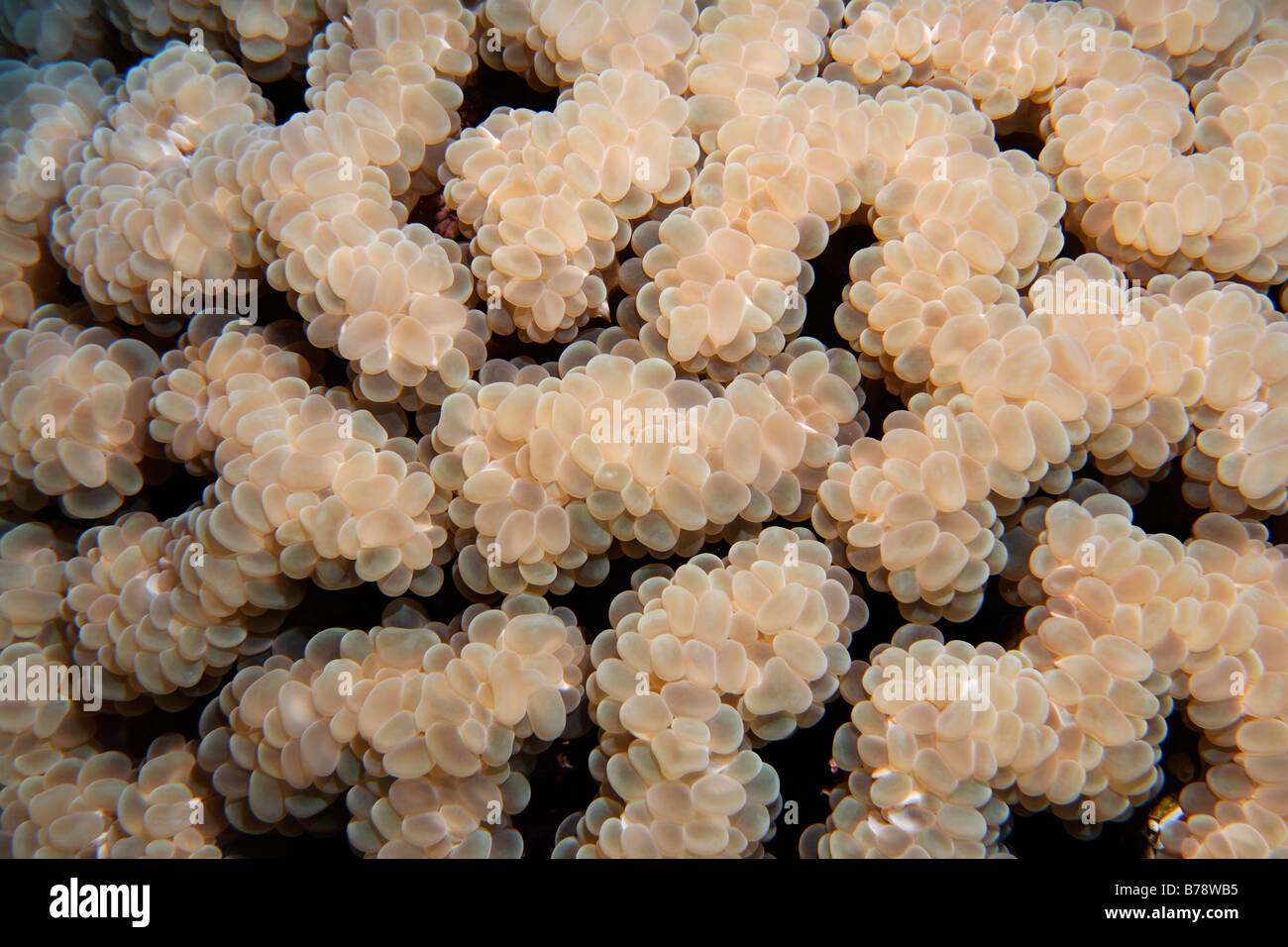 Dettaglio di una bolla corallo (Plerogyra sinuosa), Daedalus Reef, Hurghada, Mar Rosso, Egitto, Africa Foto Stock