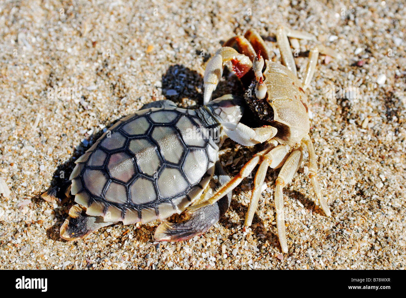 Il granchio (Brachyura) con Dead Sea Turtle (famiglia Cheloniidae) come preda, Cape York Peninsula, Queensland, Australia Foto Stock