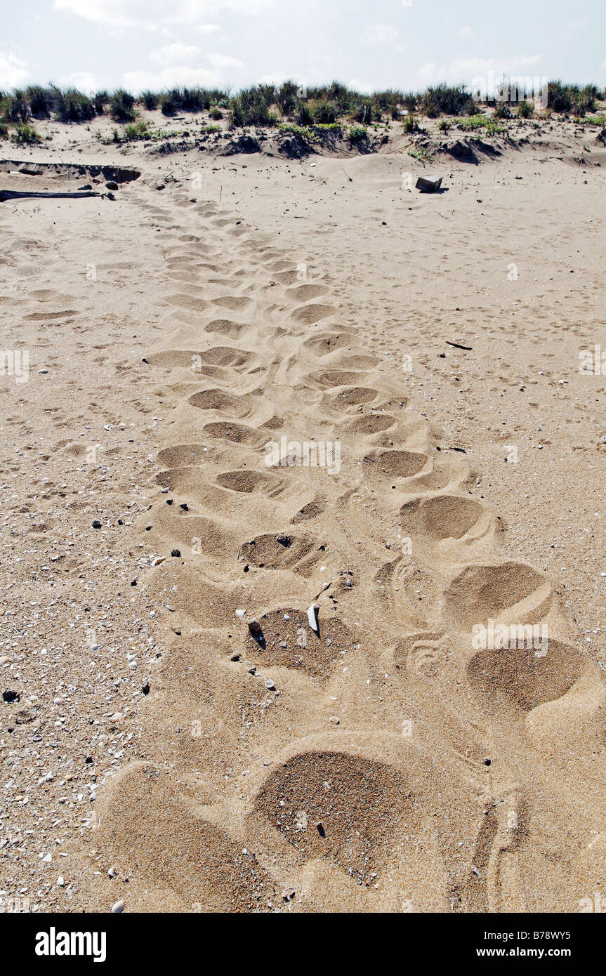 Il sentiero di una tartaruga di mare (famiglia Cheloniidae) nella sabbia, Cape York Turtle Rescue, Mapoon, Cape York Peninsula, Queensland, Australia Foto Stock