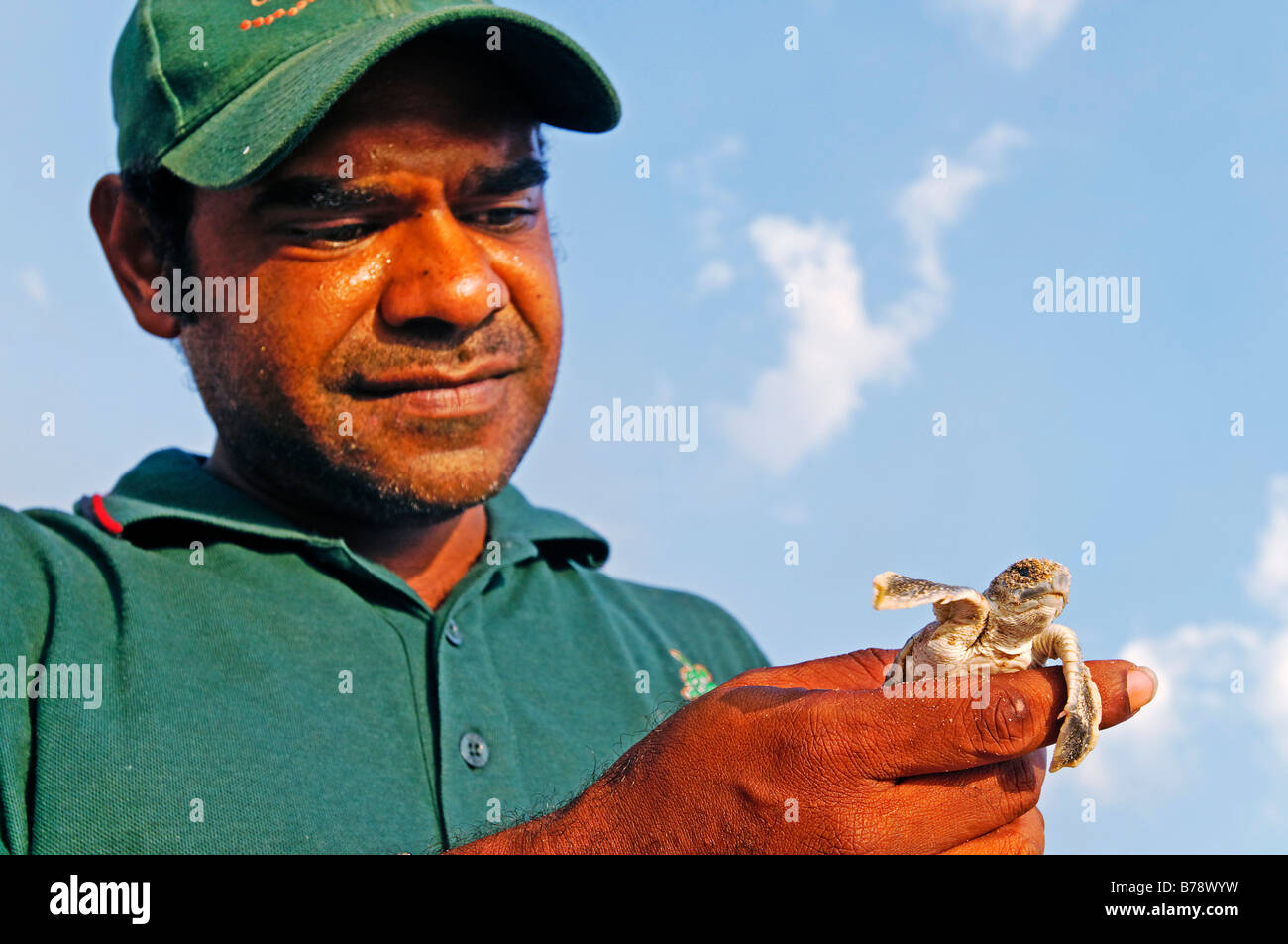 Ranger aborigene azienda appena tratteggiato tartaruga di mare (famiglia Cheloniidae), Cape York Turtle Rescue, Mapoon, Cape York Peninsula, Queensla Foto Stock