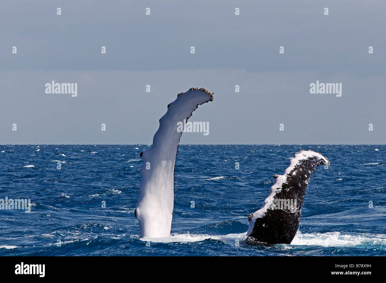 Pinna, pinna pettorale di un Humpback Whale (Megaptera novaeangliae) in Hervey Bay di fronte all'Isola di Fraser, Queensland, Austral Foto Stock