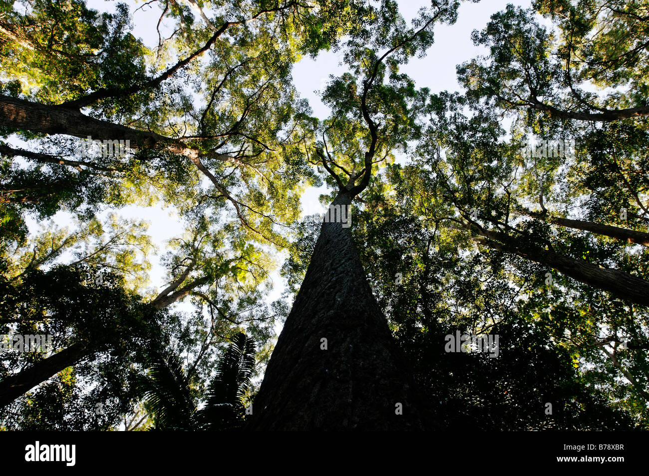 Foresta Pluviale con alberi di trementina (Syncarpia hillii), l'Isola di Fraser, Queensland, Australia Foto Stock