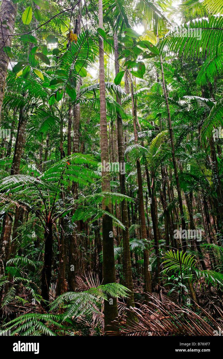 La foresta pluviale su Fraser Island, Queensland, Australia Foto Stock