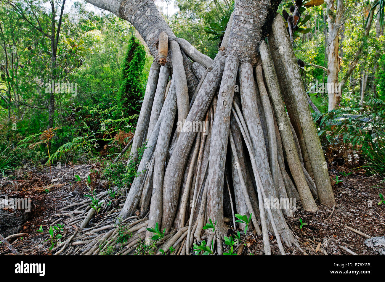 Radici aeree di un albero, l'Isola di Fraser, Queensland, Australia Foto Stock
