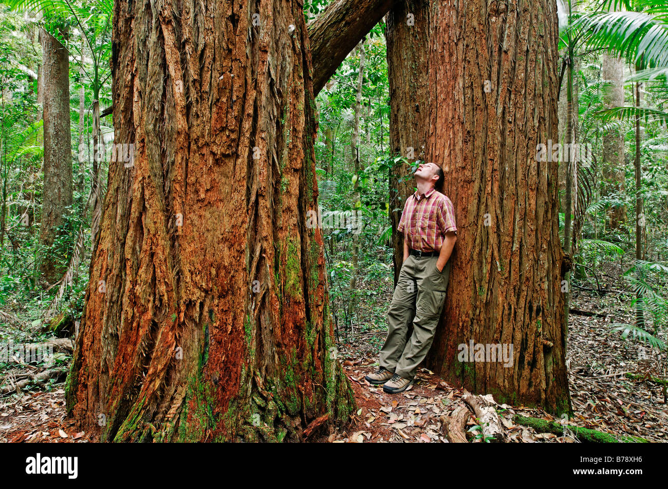 Uomo in una foresta pluviale con alberi di trementina (Syncarpia hillii), l'Isola di Fraser, Queensland, Australia Foto Stock
