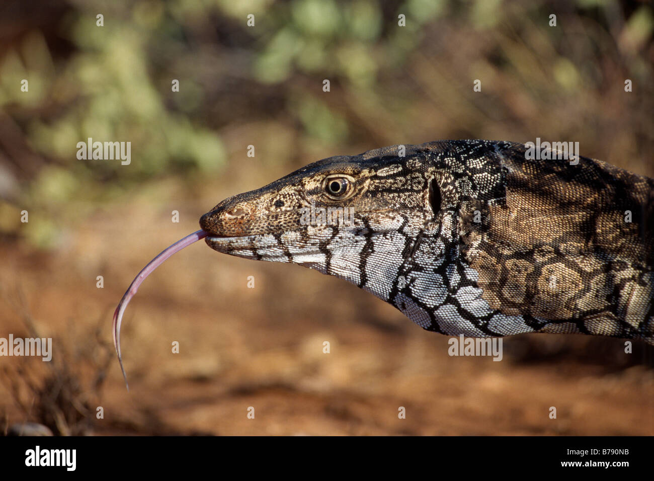 Perentie (Varanus giganteus) guizzanti la sua linguetta, Territorio del Nord, l'Australia Foto Stock