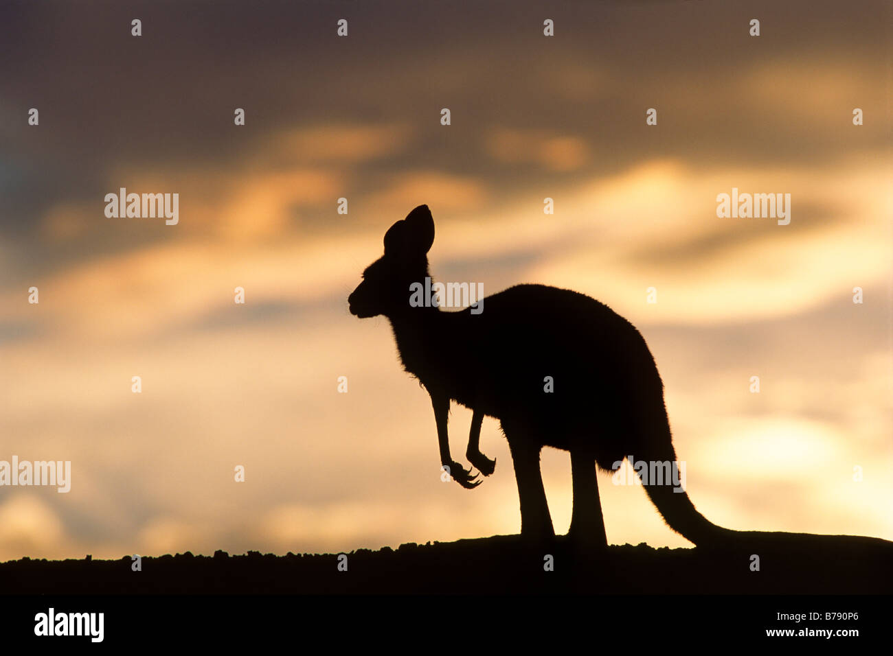 Orientale Canguro grigio (Macropus giganteus) al tramonto, Mungo National Park, New South Wales, Australia Foto Stock