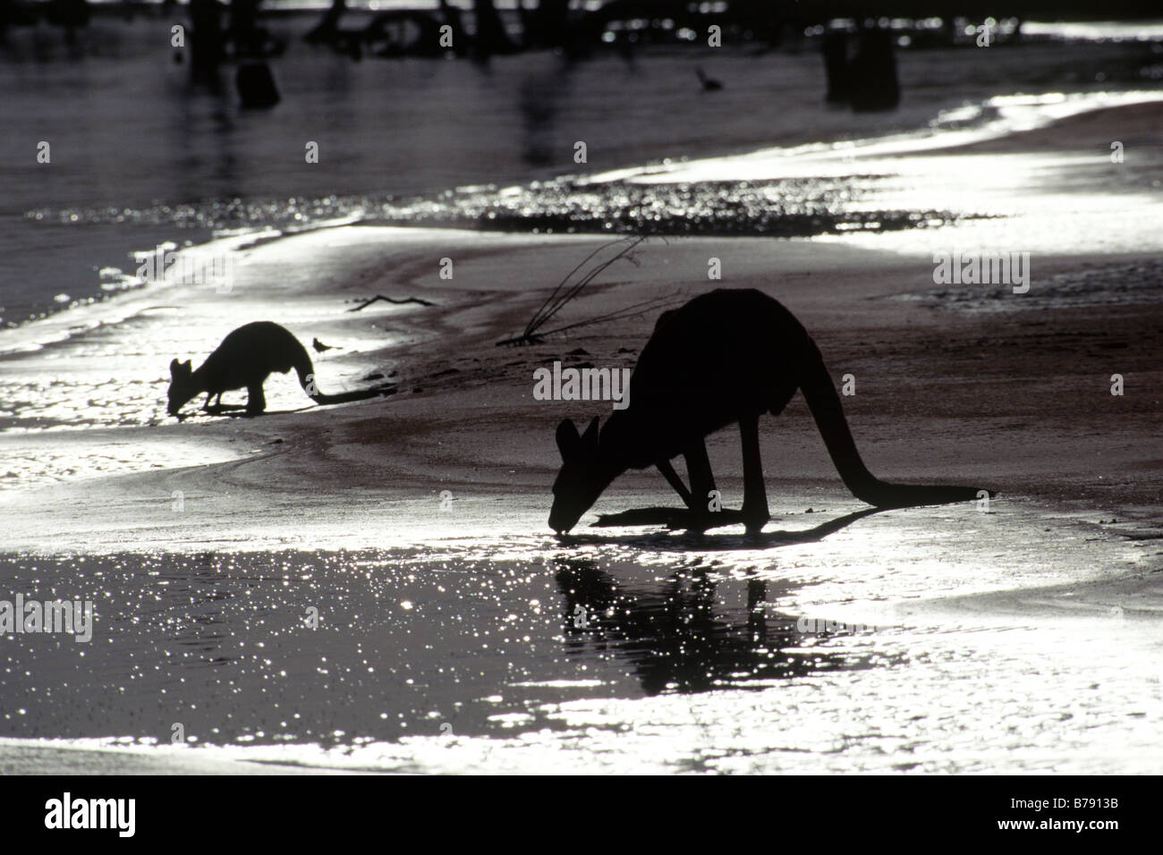 Grigio orientale canguri (Macropus giganteus) acqua potabile, Kinchega National Park, New South Wales, Australia Foto Stock