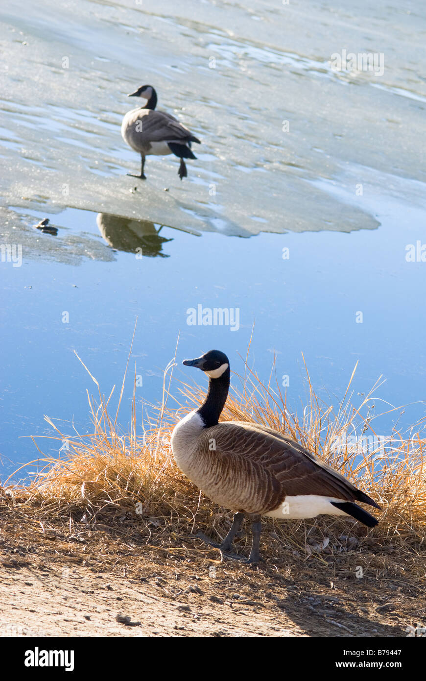 Due Oche del Canada, uno sul bordo del lago, gli altri in piedi sul ghiaccio con una gamba sollevata Foto Stock