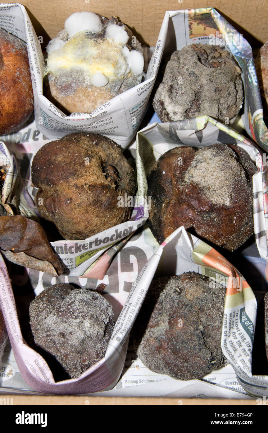 Mele marce in una scheda scheda box Foto Stock