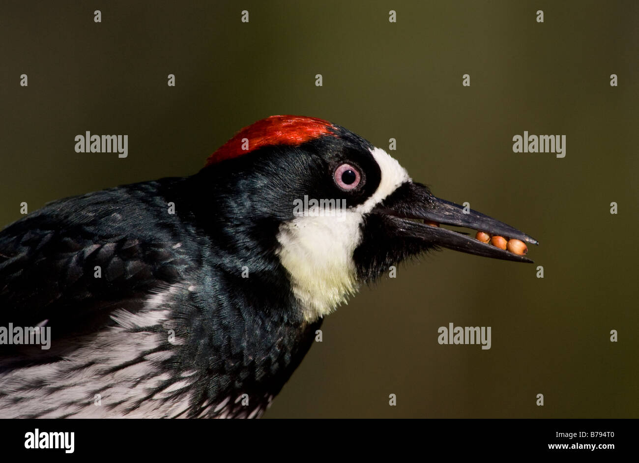 Acorn Woodpecker femmina con semi Melanerpes formicivorus Foto Stock Acorn Woodpecker femmina con semi Melanerpes formicivorus Foto Stock