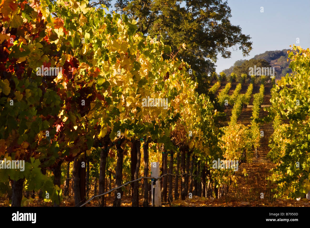 Vigneti girare a colori durante l'autunno in ALEXANDER VALLEY HEALDSBURG CALIFORNIA Foto Stock